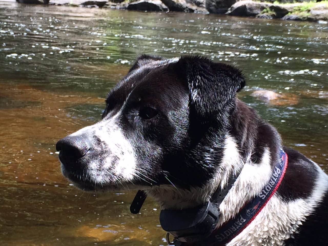 Dog in the Creek
